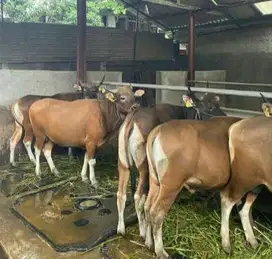 sapi kurban 18jutaan 250kiloan ras sapi kupang siap qurban murmer puas