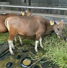 cicilan 1,8jt/bln 10x sapi kurban 250kiloan ras sapi kupang bali puas