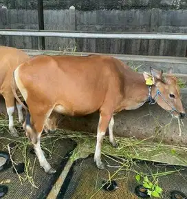 sapi qurban 18jutaan ras sapi kupang 250kiloan siap sapi kurban murmer