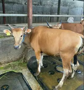 cicilan 1,8jt/bln 10x sapi qurban bali 250kiloan siap kurban 2026 puas