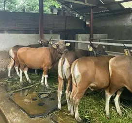 sapi qurban 18jutaan 250kiloan ras sapi kupang siap sapi kurban murmer