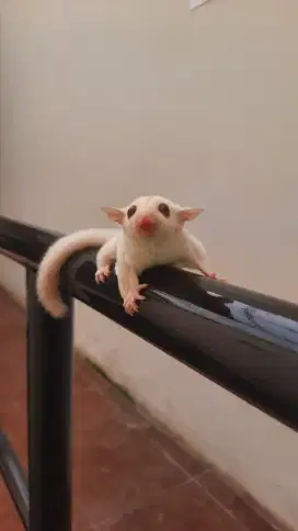 SUGAR GLIDER CREAMINO Mata Merah