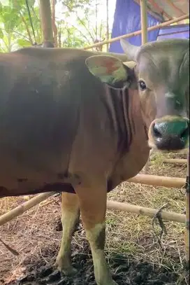 tabungan 1,8jt/bln 10x sapi kurban 250kiloan sapi kupang qurban 2026