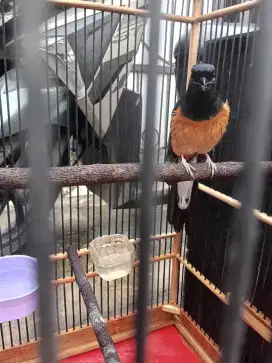 NeGoo..Edisi mau pindahan Murai trah prestasi,,masih Pastol