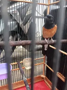 NeGoo..Edisi mau pindahan Murai trah prestasi,,masih Pastol