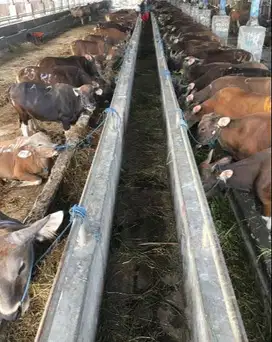 sapi qurban 18jutaan 250kiloan murmer jamin manteb 2 tahunan murmer ok