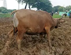 cicilan 1,8jt/bln 10x sapi qurban kupang 250kiloan murmer kurban 2026