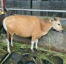 sapi kupang 18jutaan 250kiloan siap sapi qurban murmer ekonomisan 2025