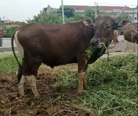 sapi kupang 250kiloan 18jutaan siap hewan kurban murmer 2025 jamin top