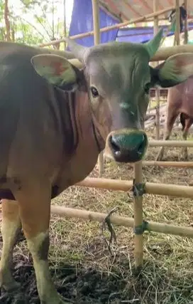 tabungan qurban 1,8jt/bln 10x sapi kupang bali 250kiloan kurban 2026