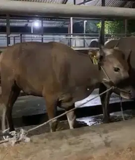 sapi kupang 18jutaan 250kiloan siap sapi qurban 2025 rawatan manteb ok