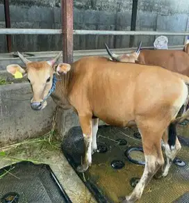 tabungan qurban 1,5jt/bln 12x sapi kupang bali 250kiloan kurban 2026