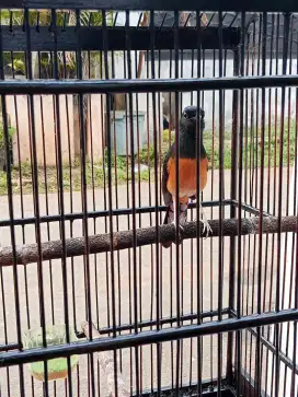 Edisi Mau Pindahan Negoo..Murai trah prestasi,,pastol..Gacor ngeplong
