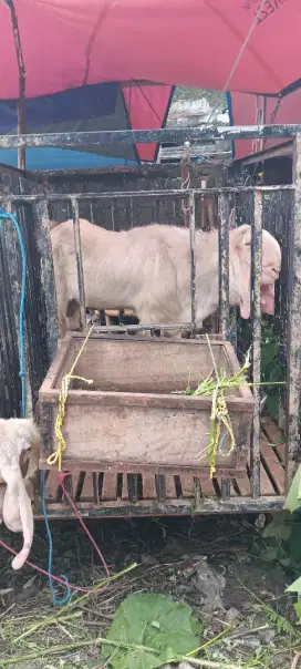 Kambing kurban jumbo TB 1 m up