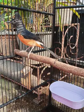 Edisi Mau Pindahan rumah..Negoo..Murai trah prestasi,,pastol..