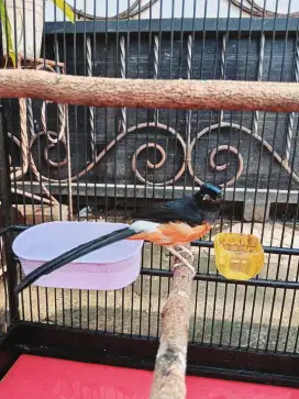 Edisi Mau Pindahan rumah..Negoo..Murai trah prestasi,,pastol..