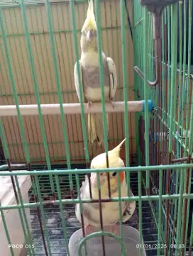 Sepasang parkit Australia / Falk sepasang produk