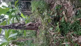 Tanah SHMP 2 Akses JLN di Pakem u/rumah tinggal ( NEGO )