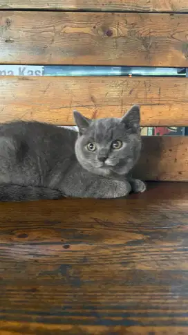 Kucing British short hair/BSH kitten