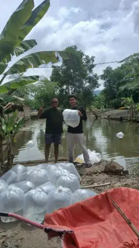 Bibit lele gurame nila mas bawal