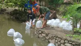Bibit lele nila mas patin bawal