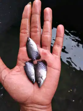 Bibit mas patin bawal nila gurane