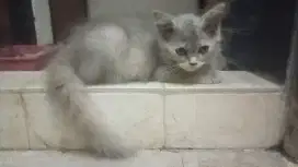 Kitten bicolor.