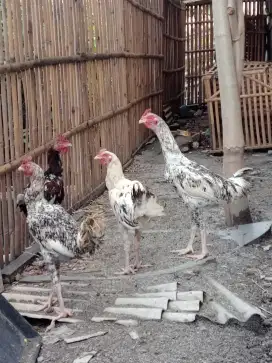 Ayam Pelung Jantan Joss