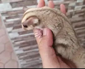 Sugar Glider Caramel
