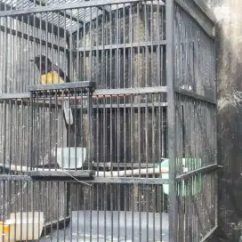Dijual Burung Muray