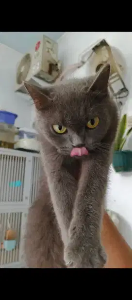 Pure BSH Betina Non Ped