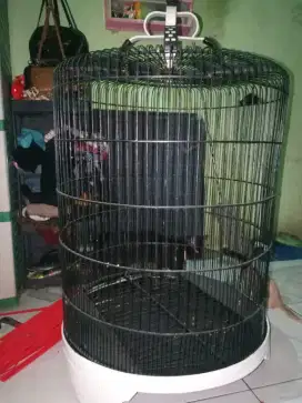 Kandang murai no.1