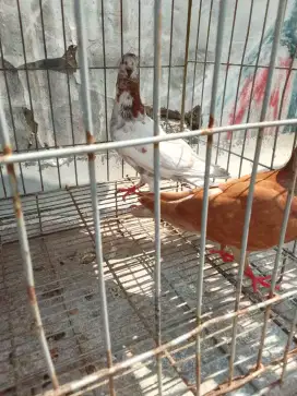 Pny pasangan blorok madu x cokelat pupur insya Allah burng kg ngecwain