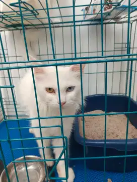 Kucing Odd eye umur di bawah 1 tahun