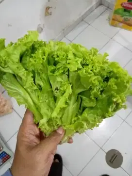 Di Cari Pegawai Pria bagian Packing lalu Kirim sayur ke resto