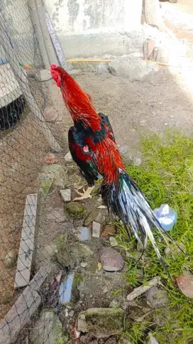 Jantan ekor lidi