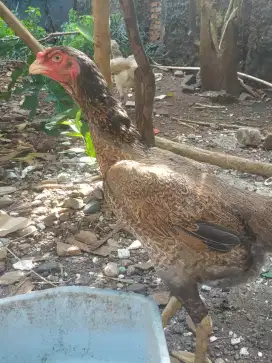 Ayam biang indukan mix Shamo Zuchter x Aseel parrot sudah nelor terus