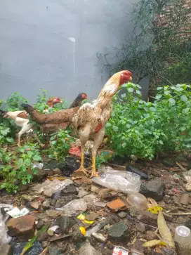 Pejantan silangan Shamo Zuchter x Aseel parrot sudah sering kawin