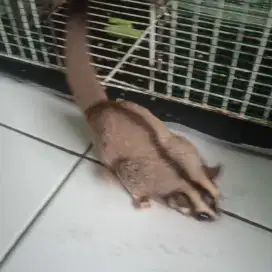 Indukan sugar glider sepasang + kandang