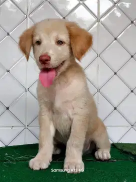 Anakan anjing ras mix