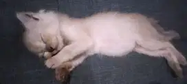 Kucing Himalaya 3 Bulan