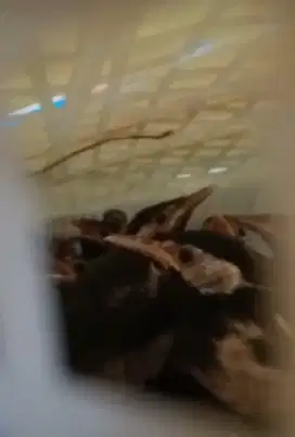 Jalak suren anakan mandiri