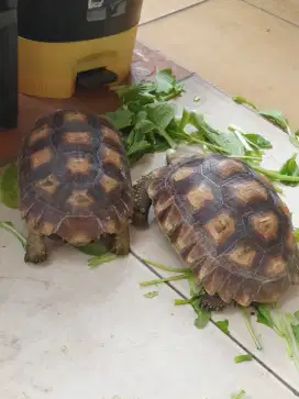Sulcata 25-30 cm
