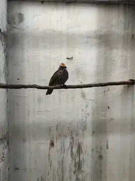 Dijual Burung Cucak Rowo 1 Pasang