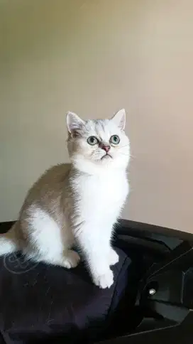 Kucing BSH silver
