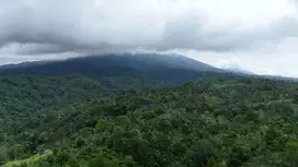 jual tanah kebun aneka buah harga murah di tabanan bali.
