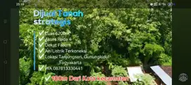 Di Jual Tanah Luas 6200m Hanya 165 juta, dekat kota kecamatan.