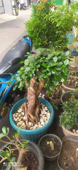 Jual Bonsai Beringin Dollar, Korea, sancang