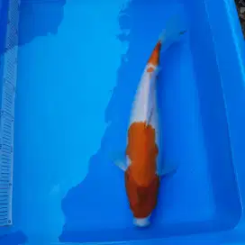 Ikan Koi Ikan Hias Kolam koi