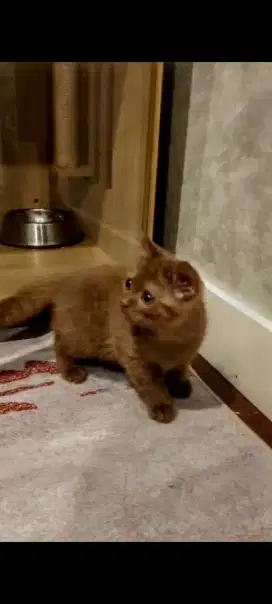 BSH Cinnamon Male Nonped. Parents import dan quality show excellent